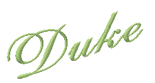 click here for Duke ~ A Top 2 Vizsla!