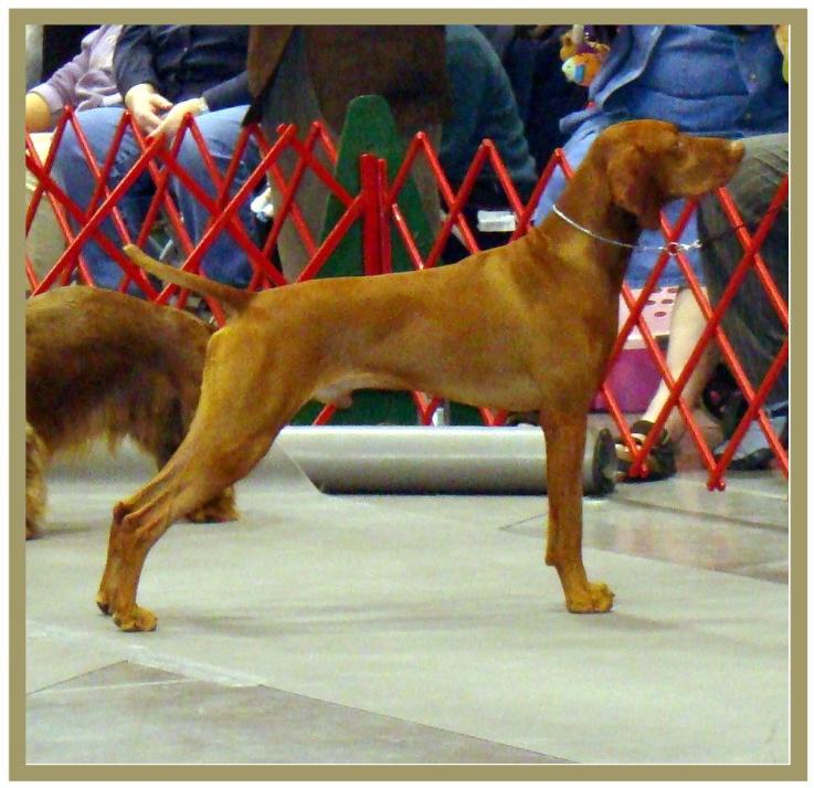 Duke  ~  Handled By:  Patty Crowley