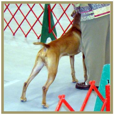 Duke  ~  Handled By:  Patty Crowley