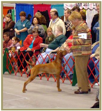 Duke  ~  Handled By:  Patty Crowley