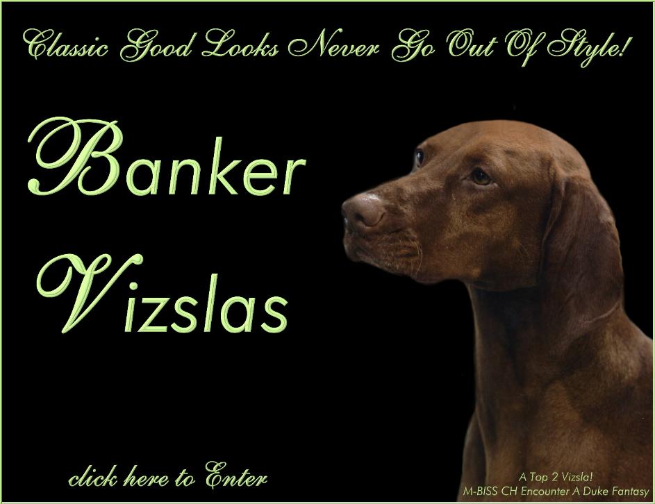 click here to enter Banker Vizslas