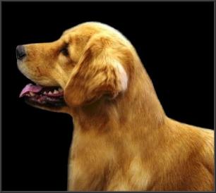 CH Calypso's Purr-cedes Benz JH WC RN VC