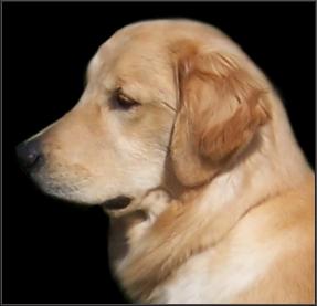 GCH De La Vega King of Hearts
