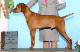 GCH Dynata's Bound To Huntmore MH (Gunnar)