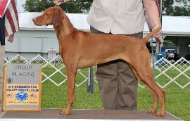 GCH Legacy's Only In Your Dreams (Roxie)