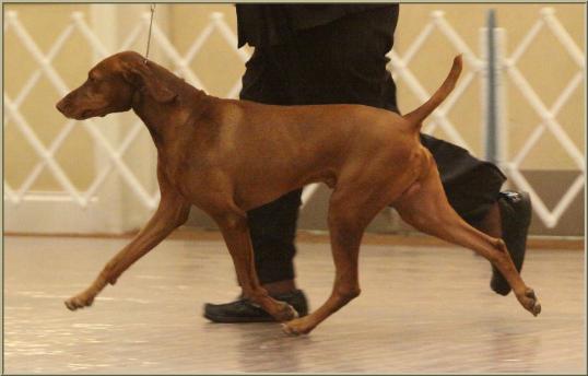 Duke  ~  Handled By:  Patty Crowley