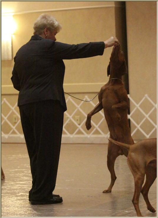 Duke  ~  Handled By:  Patty Crowley