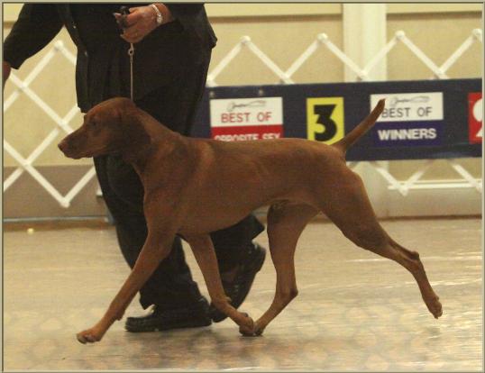 Duke  ~  Handled By:  Patty Crowley
