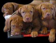Picture courtesy of KaraJen Vizslas (Special Litters),  Cut Out By:  JCW