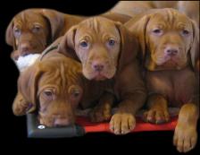 Picture courtesy of KaraJen Vizslas (Specials Litter)