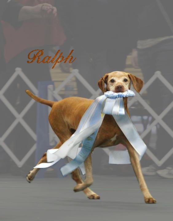 click here for BIS MBISS VBISS GCH JNEK's King Ralph JH, ROM (Ralph), Forever In Our Hearts!