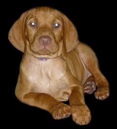 Picture courtesy of Serenity Vizslas (Sophie),               Cut Out By:  JCW