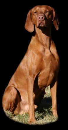 Picture courtesy of Storm Wind Vizslas (Storm)            Cut Out By:  JCW