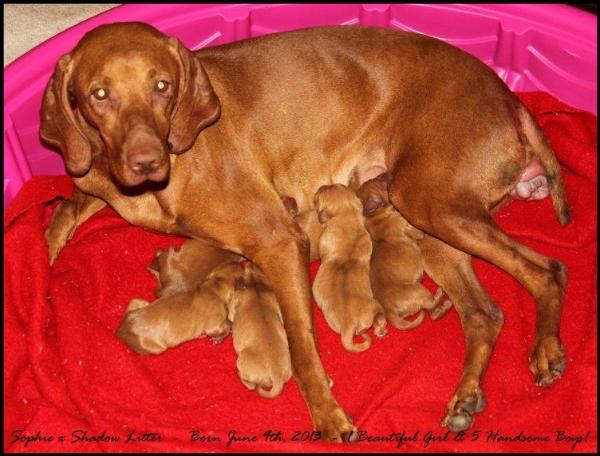 click here for Serenity's Saving the Best for Last (Sophie) puppy page!