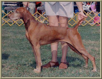 Sport wins Best Veteran at the VCA Nationals!