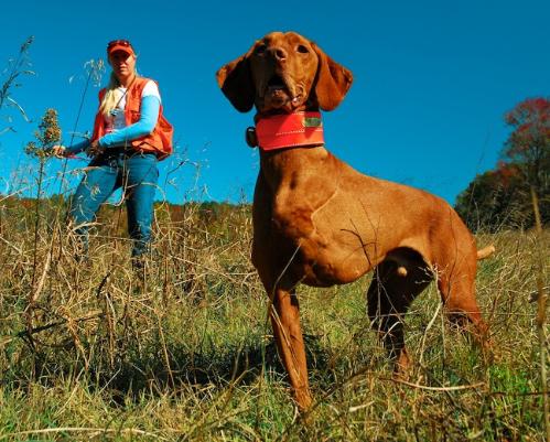 click here for Gun Dog Magazine