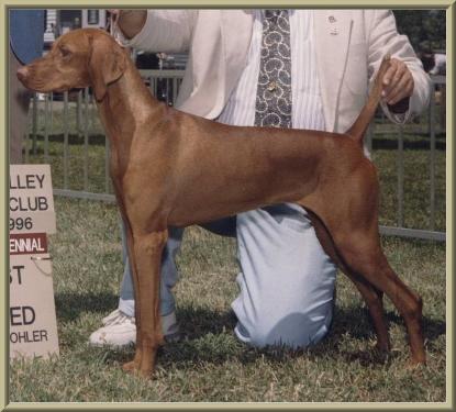 CH Bankers Red Ink  ~  Binky