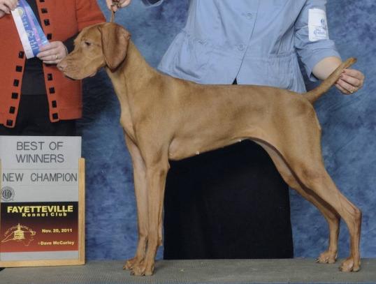 click here for Dazzle