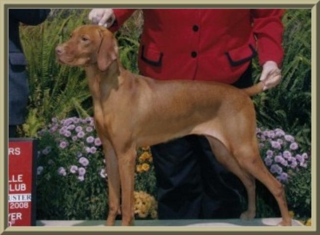 Harley  ~  Handled By:  Nancy Edmunds