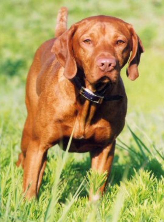 Vizsla Stud Dog Registry JCW, USA State Kansas, Vizslas, Vizsla
