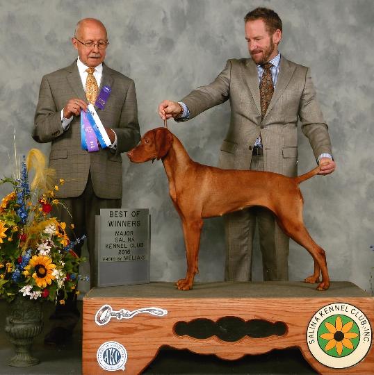Vizsla History Registry, High Honors E, A Tribute to Vizslas making