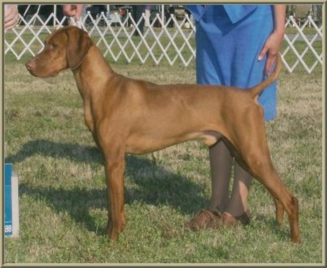 Polo  ~  Certified Therapy Dog