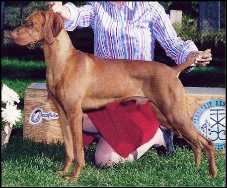 CH Sleepy Hollow Totally Cool JH (Shadow)